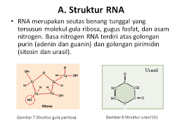 Dna memiliki bentuk double heliks yang terdiri dari dua rantai yang saling berpilin, sedangkan rna hanya terdiri atas satu rantai atau heliks tunggal. Kelompok 1 Mk Bioteknologi Hasper Genetika Adalah Ilmu Yang Mempelajari Sifat Keturunan Keturunan Adalah Proses Biologis Dimana Orangtua Atau Induk Ppt Download