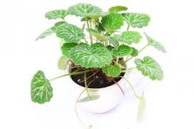 ユキノシタ 雪の下 の花言葉と育て方 効果 効能は Horti ホルティ By Greensnap