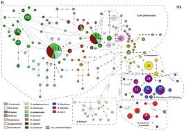 Image result for Brachypodium flexum