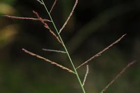 Image result for Dinebra