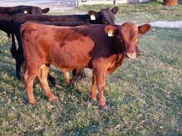 35 Dexter Cattle Ideas Dexter Cattle Cattle Dexter