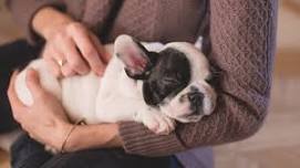Relaxation Thursday: Zootherapy