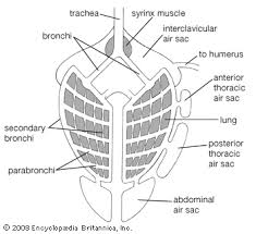 These bones are hollow and connected to the respiratory system by way of air sacs. Bird Skeleton Britannica