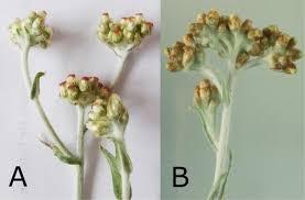 Image result for Pseudognaphalium oligandrum