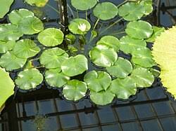 Image result for Nymphaea heudelotii