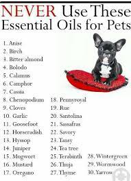 Essential Oils For Animals Essential Oils Dogs Dog Essentials Oils For Dogs