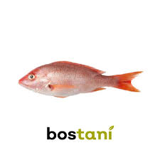 Selain itu ikan nila terkenal sangat produktif. Jual Ikan Nila Merah 500 Gr Online April 2021 Blibli