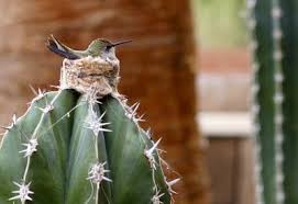 The argument for adding dye to your. Bruce Montgomery Beautiful Birds World Birds Hummingbird