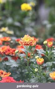 Gardening Quiz 672 20180915181112 53 Sunset Gardening Zones California Best Twine For Staking Tomatoes Top Cha Garden Obelisk Tomato Garden Flower Field
