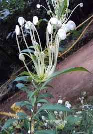 Image result for Clerodendrum incisum