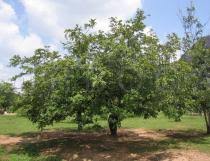 Image result for Cassia sieberiana