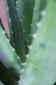 Image result for Aloe veseyi