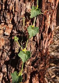 Image result for Cucumis maderaspatanus