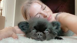 Auf instagram spricht der sänger nun das aus, was. Pietro Lombardi Freundin Laura Maria Gemeinsamer Hund Als Zeichen Ihrer Liebe