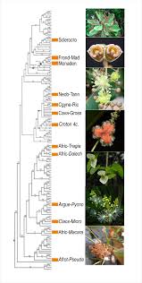 Image result for Argomuellera