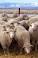 Image of How many years do sheep live?