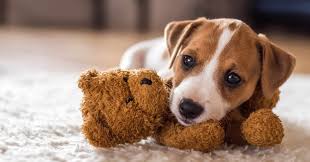 Ich schrieb der verwaltung also wegen der hundehaltung und erhielt heute positive nachricht, das dies kein problem wäre, ich müsste nur die mir übersandte hundehaltungserlaubnis unterschreiben. Das Sagt Das Mietrecht Zur Hundehaltung Vermietet De