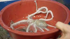 How An Octopus Feels When It S Eaten Alive Octopus Eating Octopus Species Octopus