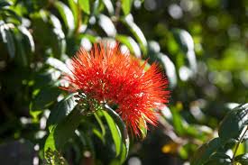 Image result for Combretum constrictum