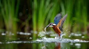Pássaro pescador: ave executa mergulhos para capturar peixes de até 20 cm;  VÍDEO