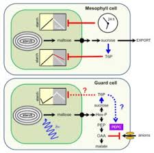 Perhaps most notably, they convert water, sunlight, and carbon dioxide into oxygen for other creatures while making sugar for themselves. Plantae Update Transitory Starch Metabolism In Guard Cells Unique Features For A Unique Function Plantae