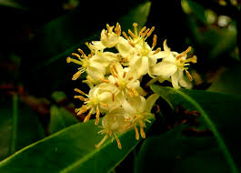 Image result for Brackenridgea