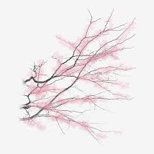 手塗り新鮮な風の花の枝の桜の木 無料 png そして psd 桜の木 花 松竹梅