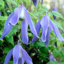 Maybe you would like to learn more about one of these? Clematis Alpina Alpine Clematis Dummer Garden Manage Gfinger Is The Best Garden Manage App