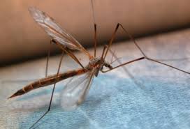 As many pictures and media files as possible should be moved into appropriate subcategories. Boli Infectioase Transmise De Tantari Medlife
