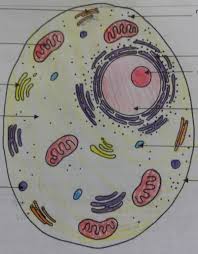 Maybe you would like to learn more about one of these? Science Quiz Functions And Labeling The Parts Of An Animal Cell Part 1 Diagram Quizlet