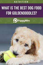 While searching for the best puppy food for goldendoodle is important, it is equally goldendoodle puppies reaching the age of 6 months can already be given their meals at the same frequency as adults, which is twice a day. Best Dog Food For Goldendoodles Guide W Top 7 Picks 2021 Best Dog Food Goldendoodle Best Puppy Food