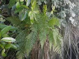 Image result for Hypolepis