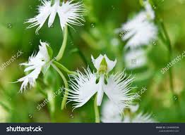 Image result for Habenaria pasmithii