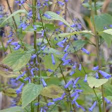 Image result for Isodon