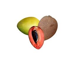 Image result for Sapotaceae