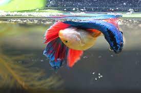 How to breed betta fish: A Guide To Breeding Your Betta Fish