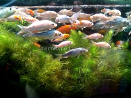 Desain aquarium air tawar infoikan.com sudah tahu model aquarium hias? Ikan Hias Yang Tidak Terkena Sinar Matahari Menjadi Cepat Mati Ternakpedia