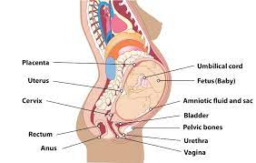 Body parts of pregnant woman. Pregnancy Basics Healthy Parents Healthy Children