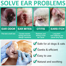 Image result for scabies dog ear