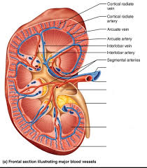 10 photos of the the human blood vessels labeled. Kidney Blood Vessels Diagram Quizlet