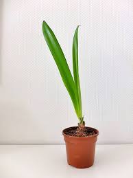 Damit keine wurzelfäulnis entsteht, gießen sie nicht von oben auf die pflanze, sondern in den. Amaryllis Pflege Kinderleicht Meine 6 Tipps Parzelle94 De