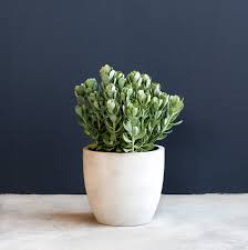 Image result for Senecio mariettae