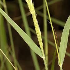 Image result for Schmidtia pappophoroides