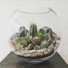 Desert World Terrarium Medium Cactus Terrarium Succulent Terrarium Terrariums Kits