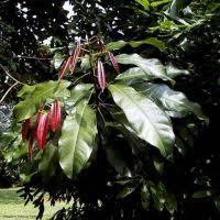 Image result for Elaeodendron matabelicum