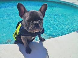 By the time they leave the breeder, french bulldog puppies should have had a minimum of two puppy vaccines, explains dykes. Keep Your French Bulldog Cool In Hot Weather Ourfrenchie