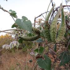 Image result for Pergularia