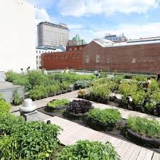 Toit Jardin De Lauberiviere Quebec Par Les Urbainculteurs Rooftop Garden Of Lauberiviere Quebec Jardinage Urbain Jardins Sur Les Toits Agriculture Urbaine