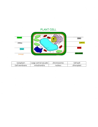 Check spelling or type a new query. Parts Of The Plant Cell Worksheet