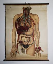 Antique Medical Anatomical Chart